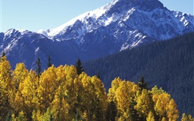 Snow mountain, trees, autumn HD wallpaper