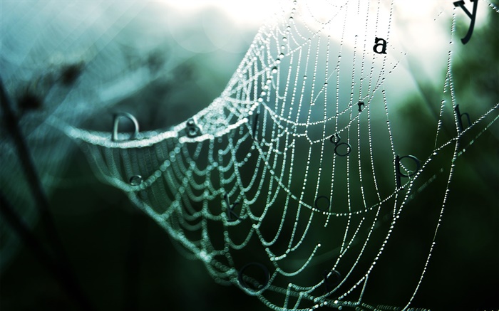 Spider web after rain, water drops, words, creative pictures Wallpapers Pictures Photos Images