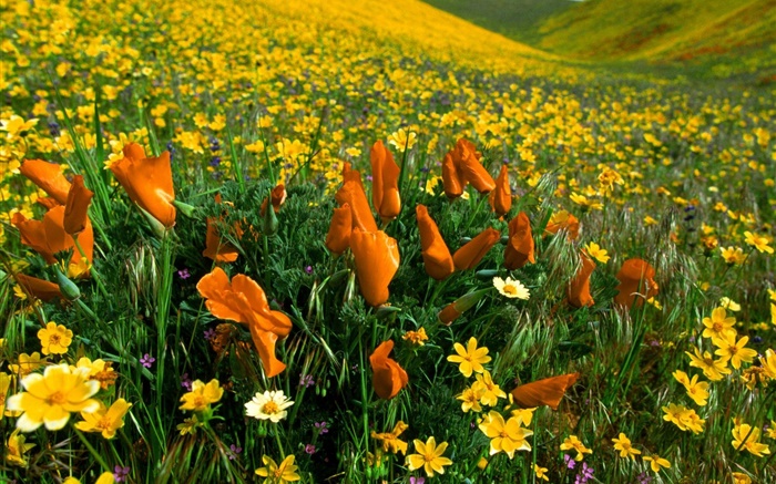 Spring flowers, yellow wildflowers Wallpapers Pictures Photos Images