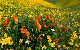 Spring flowers, yellow wildflowers