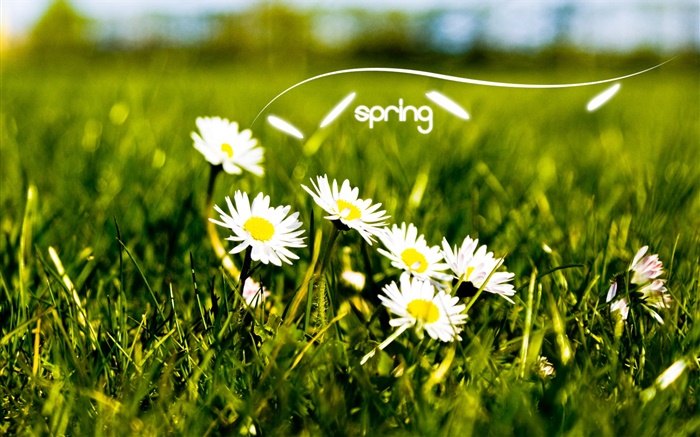 Spring, grass, white daisies Wallpapers Pictures Photos Images