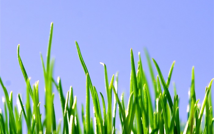 Spring, green grass, blue sky Wallpapers Pictures Photos Images