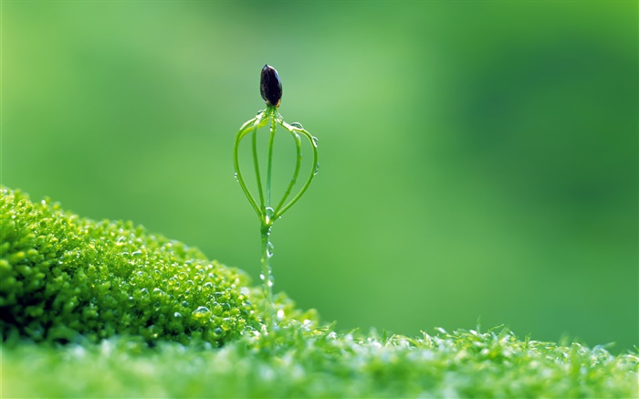 Spring, green style, buds, dew Wallpapers Pictures Photos Images
