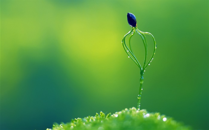 Spring, green style, plant, buds Wallpapers Pictures Photos Images