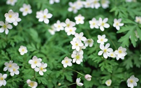 Spring, white little flowers close-up HD wallpaper