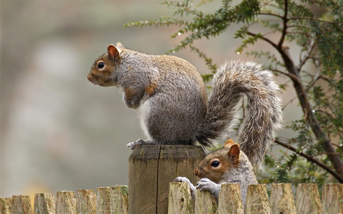 Squirrel close-up, tail, rodent, fence Wallpapers Pictures Photos Images