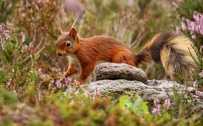 Squirrel, grass, stones Wallpapers Pictures Photos Images