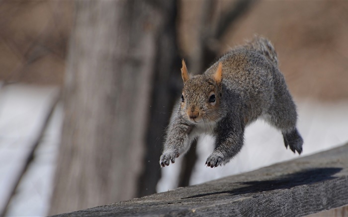 Squirrel running Wallpapers Pictures Photos Images