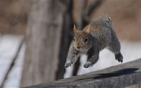 Squirrel running HD wallpaper