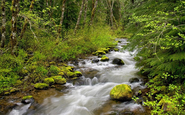 Still Creek, Mt. Hood National Forest, Oregon, USA Wallpapers Pictures Photos Images