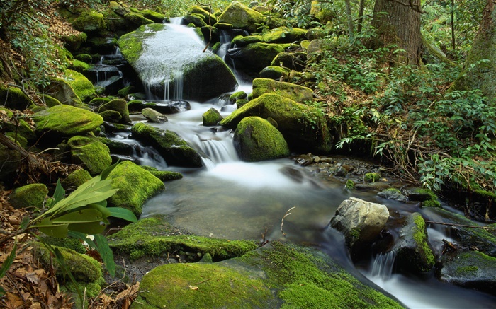 Stones, moss, creek, stream, water Wallpapers Pictures Photos Images