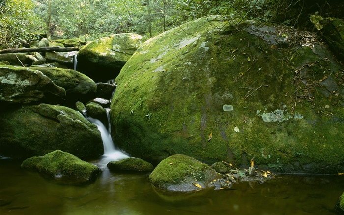 Stones, moss, creek, water, trees Wallpapers Pictures Photos Images