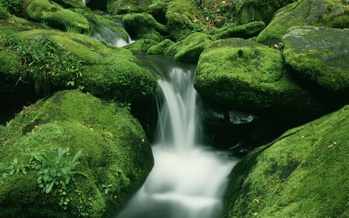 Stones, moss, creek, waterfall Wallpapers Pictures Photos Images
