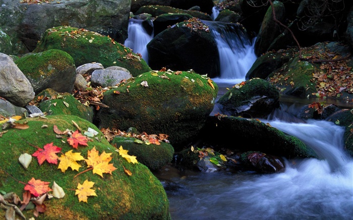 Stones, moss, stream, fall leaves Wallpapers Pictures Photos Images