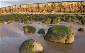 Stones, moss, water, coast HD wallpaper