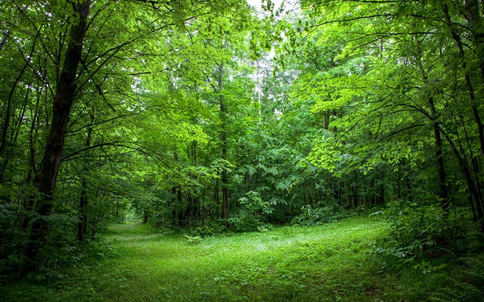 Summer, forest, trees, leaves, green grass HD Wallpapers | Nature