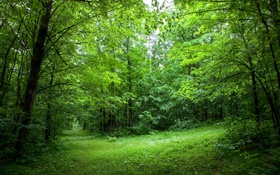 Summer, forest, trees, leaves, green grass HD wallpaper
