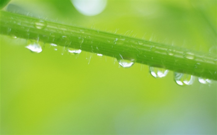 Summer grass, leaf, water drops Wallpapers Pictures Photos Images