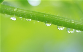 Summer grass, leaf, water drops HD wallpaper