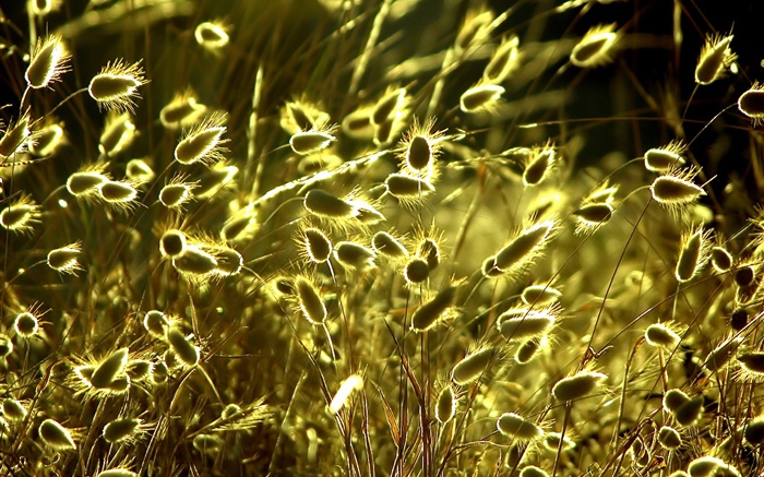 Summer nature plants close-up, grass, sunshine Wallpapers Pictures Photos Images