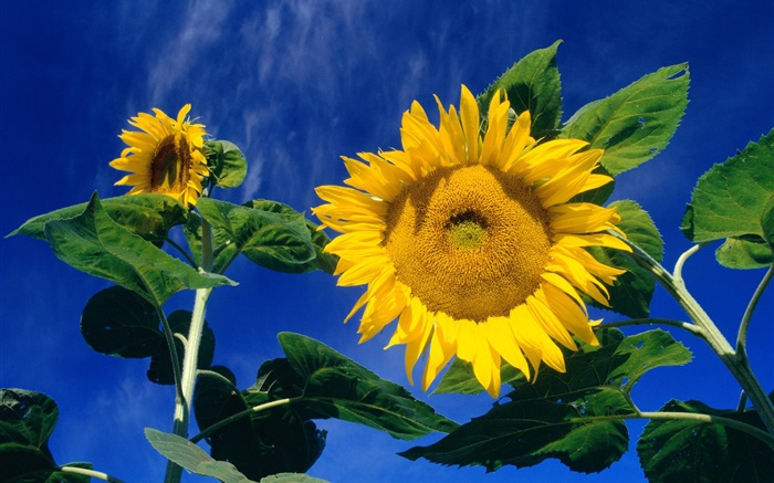 Summer sunflowers, green leaves, blue sky Wallpapers Pictures Photos Images