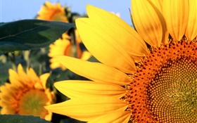 Sunflower close-up, yellow petals HD wallpaper