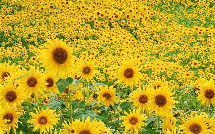 Sunflowers field, yellow petals Wallpapers Pictures Photos Images