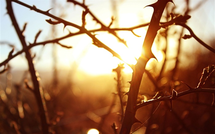 Sunset, tree branches, macro photography Wallpapers Pictures Photos Images
