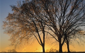 Sunset, trees HD wallpaper