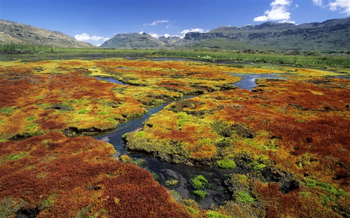 Swamp, mountains, grass, nature scenery Wallpapers Pictures Photos Images