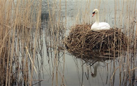 Swan in the lake, weeds HD wallpaper