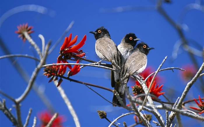 Three birds, Etosha National Park, Namibia Wallpapers Pictures Photos Images