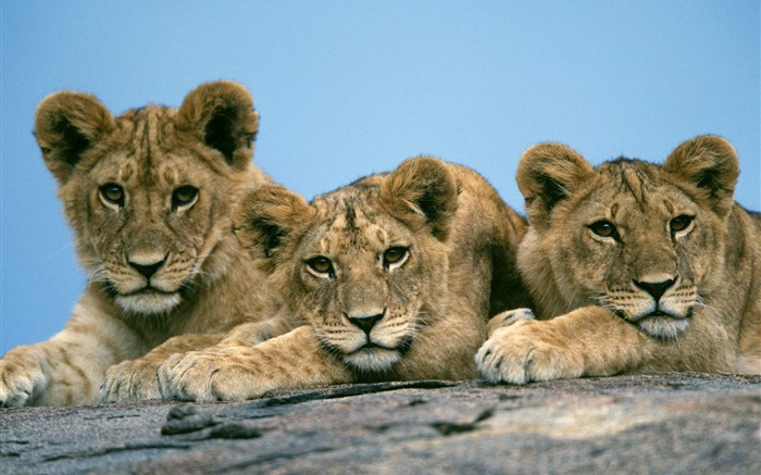 Three cute lions Wallpapers Pictures Photos Images