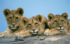 Three cute lions HD wallpaper
