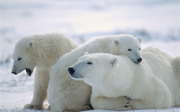 Three polar bears, snow, cold Wallpapers Pictures Photos Images