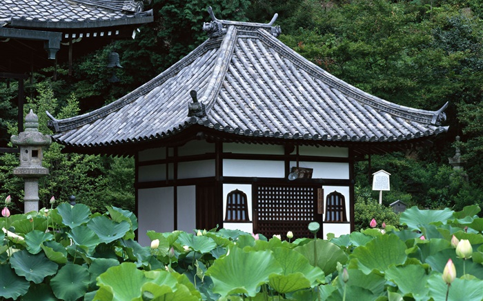 Tokyo, Japan, garden, temple, lotus pond Wallpapers Pictures Photos Images