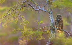 Tree branch, hawk owl
