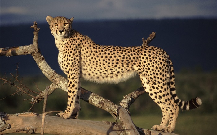 Tree cheetah Wallpapers Pictures Photos Images