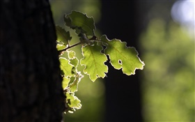 Tree, green leaf, sunshine HD wallpaper