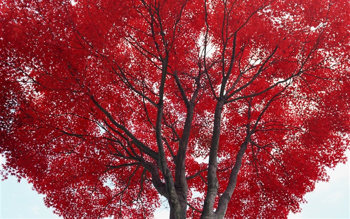 Tree, red leaves, autumn Wallpapers Pictures Photos Images