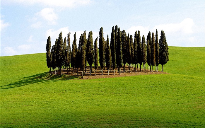 Trees, grass, Italy Wallpapers Pictures Photos Images