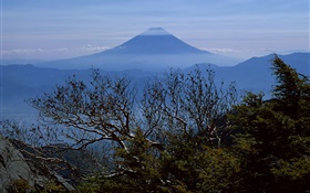 Trees, morning, Mount Fuji, Japan HD wallpaper