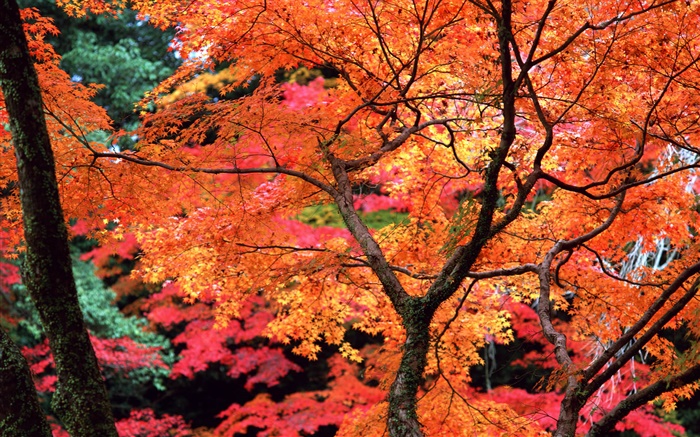Trees, red leaves, twigs, autumn nature scenery Wallpapers Pictures Photos Images