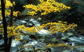 Trees, yellow leaves, stream, stones, autumn HD wallpaper
