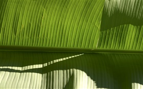 Tropical plant green leaf