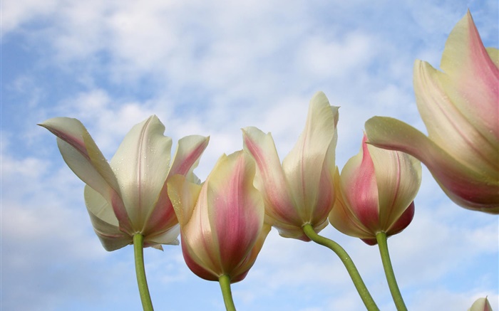 Tulip flowers close-up, blue sky Wallpapers Pictures Photos Images
