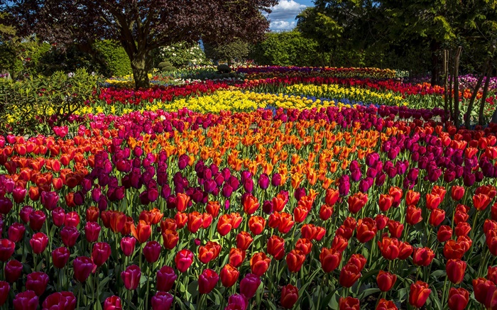 Tulips, colorful, trees, park Wallpapers Pictures Photos Images