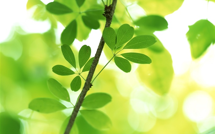 Twigs, green leaves, bokeh Wallpapers Pictures Photos Images