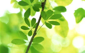 Twigs, green leaves, bokeh HD wallpaper