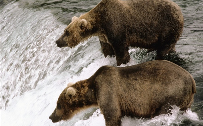 Two bears in the river, hunt fish Wallpapers Pictures Photos Images